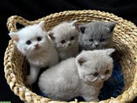 BKH Katzenbabys in Lilac Blau Weiß und Tabby