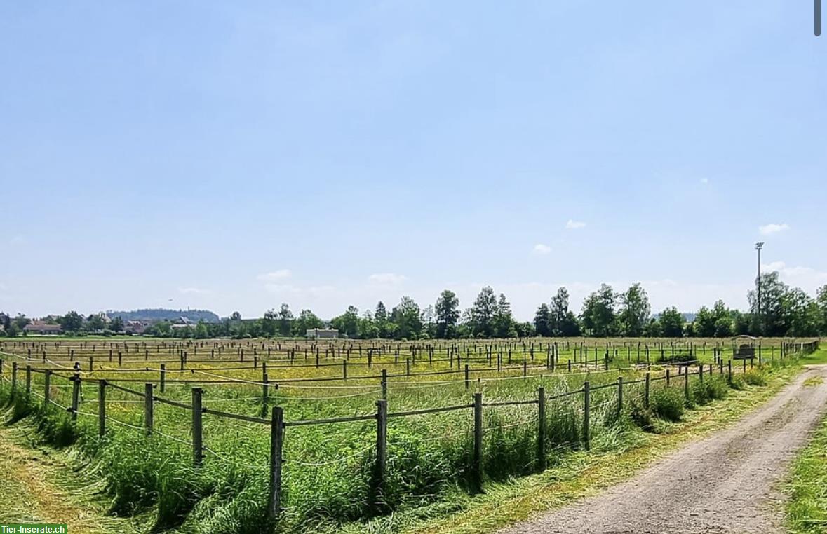 Bild 4: Vermieten Pferdeboxe in Dielsdorf/Niederhasli im ZH-Unterland
