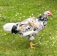 GRATIS: Blumenhuhn Hahn (hell), sehr zutraulich & ruhig