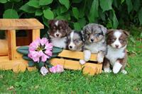 Toy / Mini Aussie Welpen, Hündinnen suchen ein Zuhause