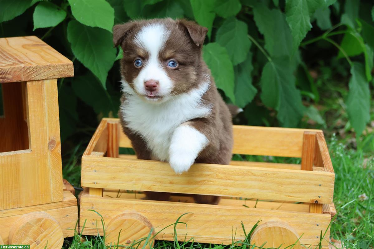 Bild 2: Toy / Mini Aussie Welpen, Hündinnen suchen ein Zuhause