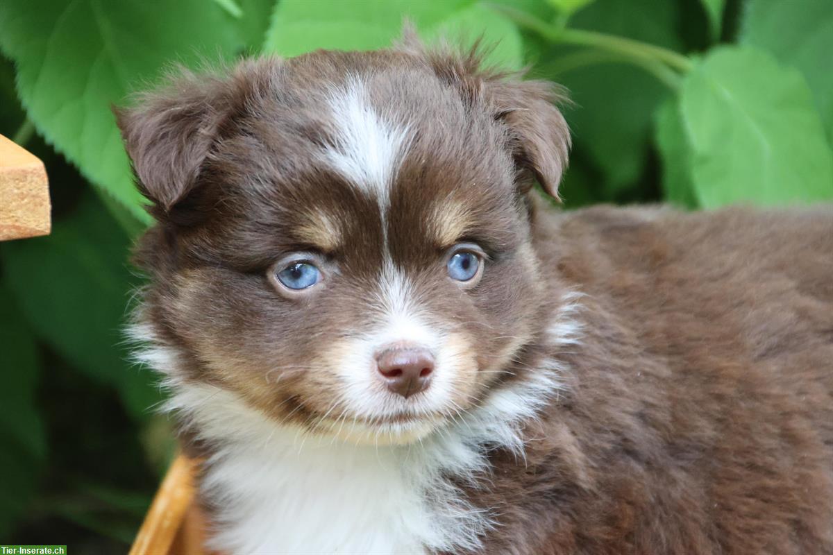 Bild 3: Toy / Mini Aussie Welpen, Hündinnen suchen ein Zuhause