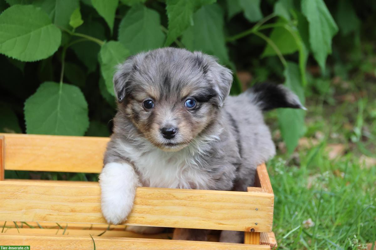 Bild 4: Toy / Mini Aussie Welpen, Hündinnen suchen ein Zuhause