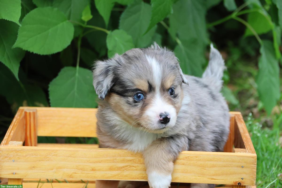 Bild 5: Toy / Mini Aussie Welpen, Hündinnen suchen ein Zuhause