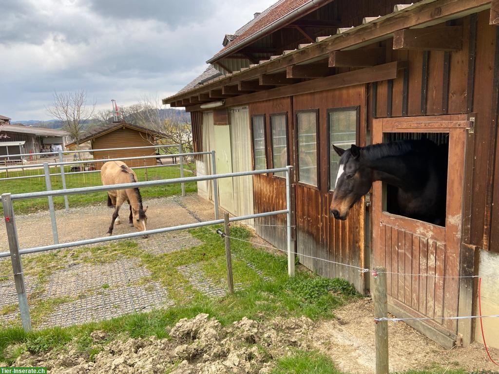 Pferdeboxe zu vermieten in Unteregg, Bischofszell