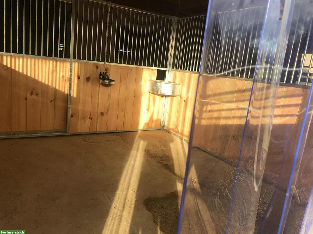 Bild 10: Pferdeboxe zu vermieten in Unteregg, Bischofszell