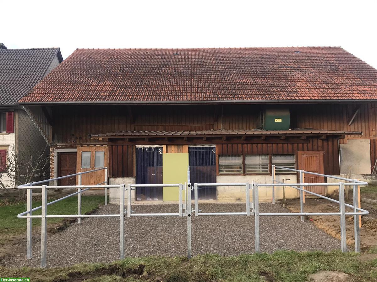 Bild 2: Pferdeboxe zu vermieten in Unteregg, Bischofszell