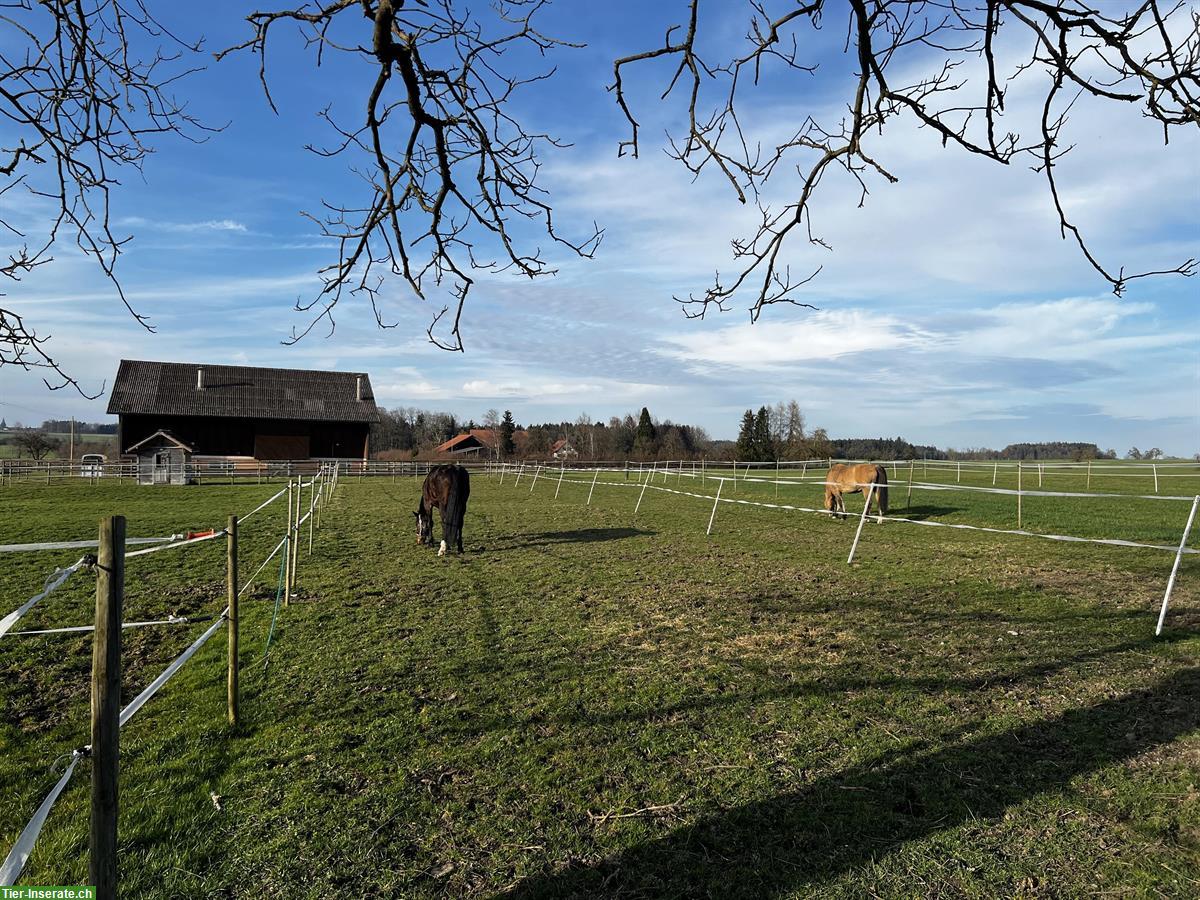 Bild 4: Pferdeboxe zu vermieten in Unteregg, Bischofszell