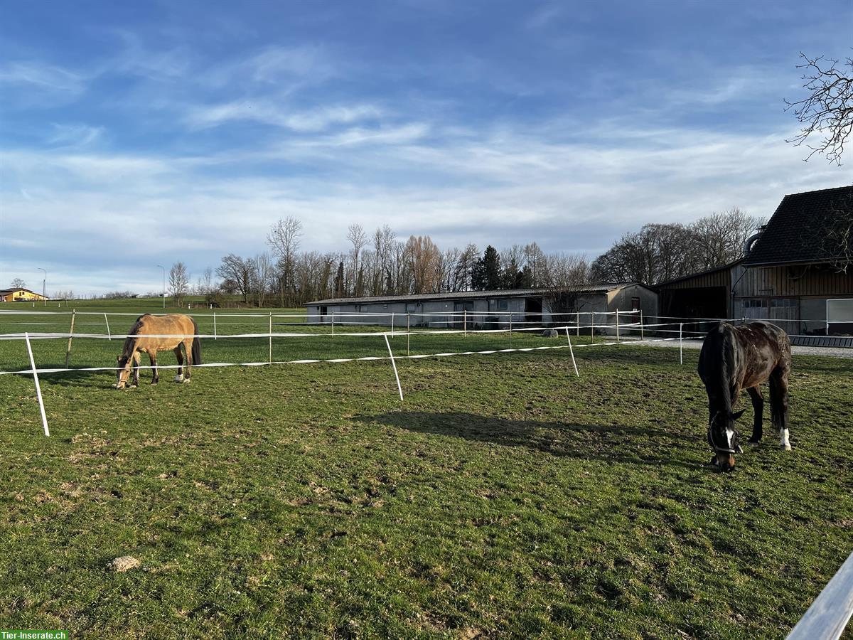 Bild 5: Pferdeboxe zu vermieten in Unteregg, Bischofszell