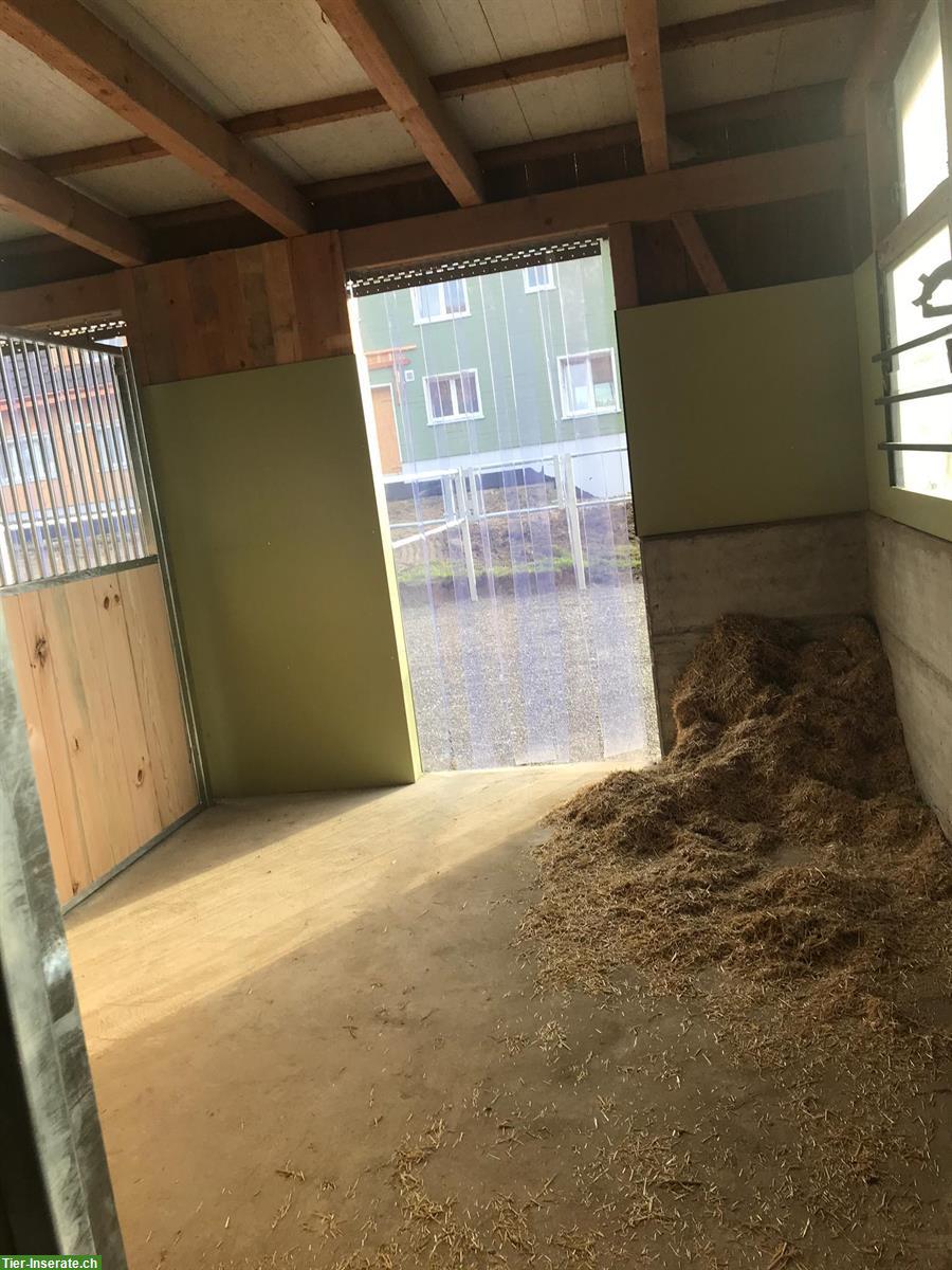 Bild 7: Pferdeboxe zu vermieten in Unteregg, Bischofszell