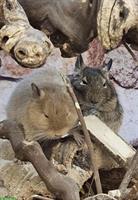 5 zahme Degu Weibchen, 3 Jahre + Käfig mit Zubehör