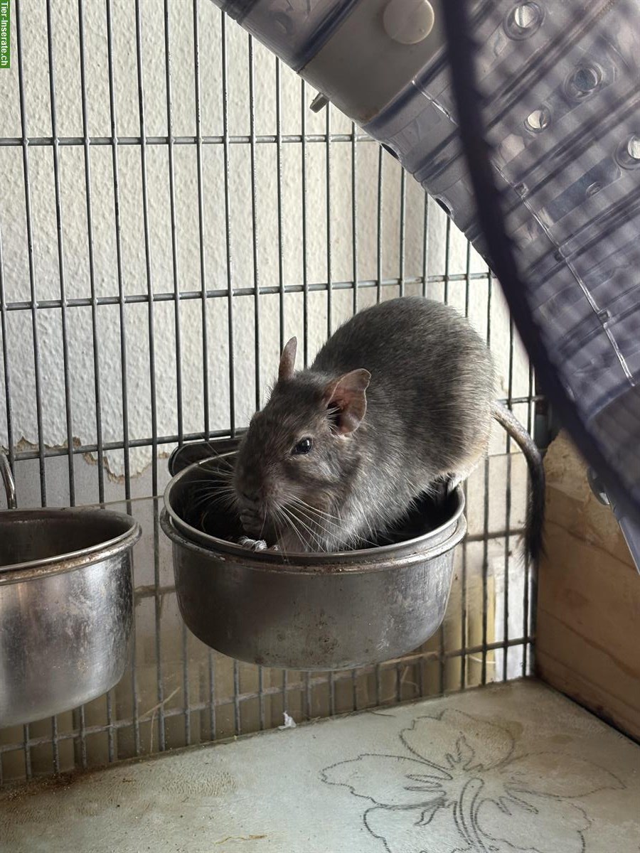 Bild 2: 5 zahme Degu Weibchen, 3 Jahre + Käfig mit Zubehör