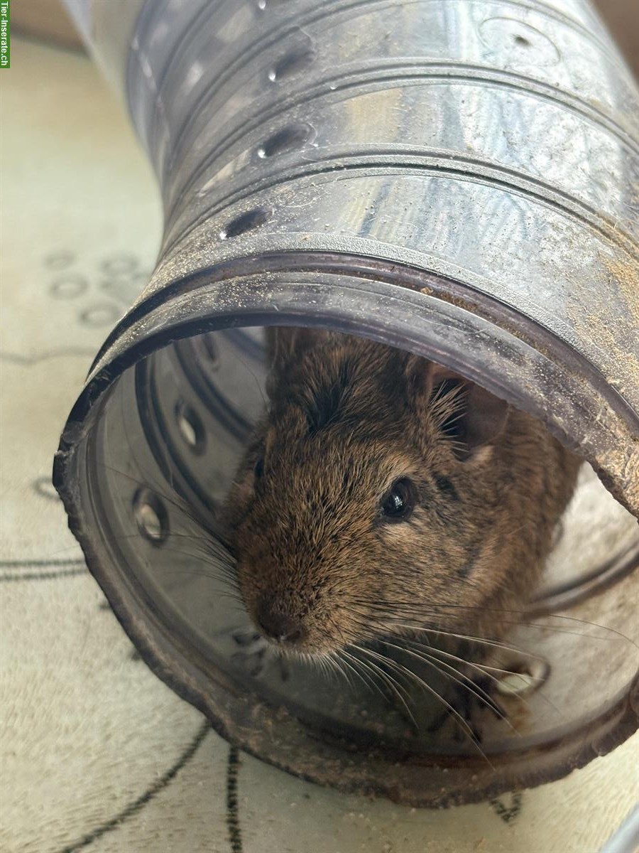 Bild 3: 5 zahme Degu Weibchen, 3 Jahre + Käfig mit Zubehör