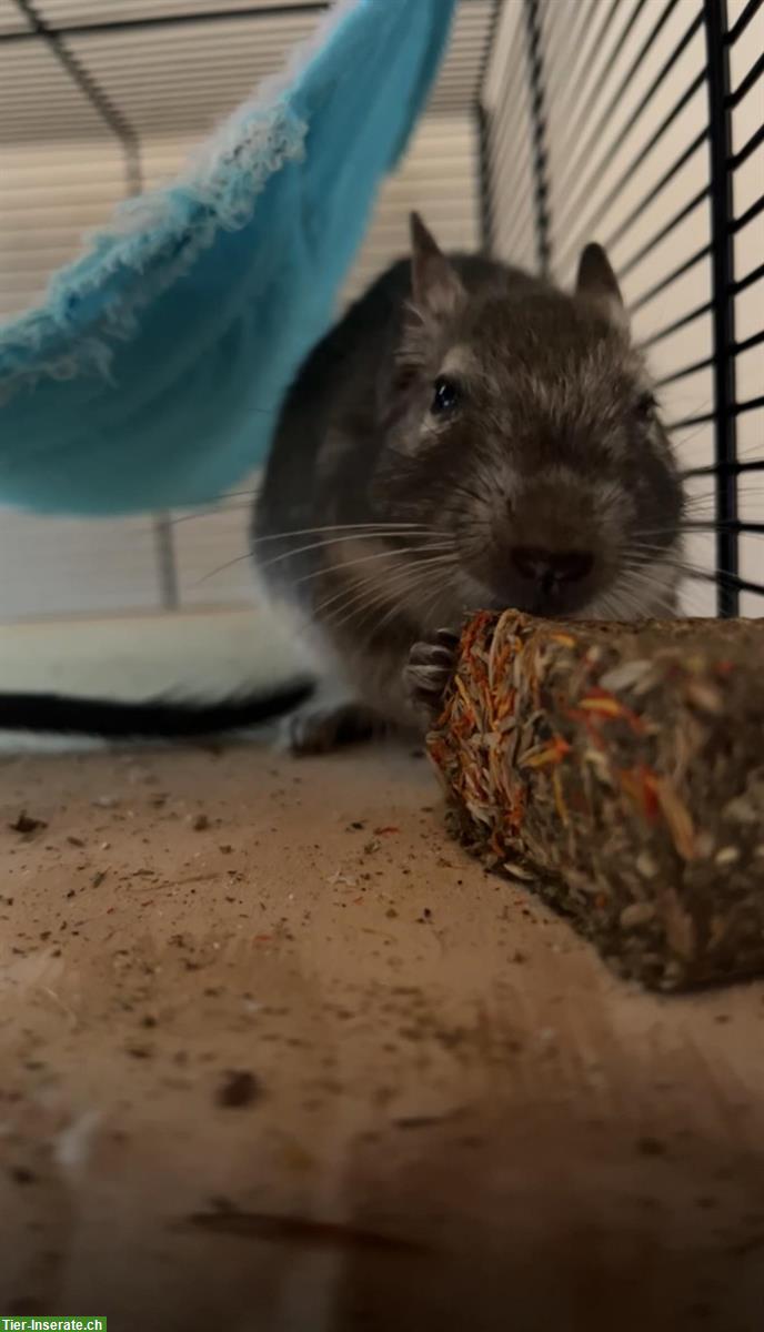 Bild 4: 5 zahme Degu Weibchen, 3 Jahre + Käfig mit Zubehör