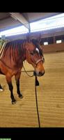 Verkaufe Quarter Horse Stute, 9-jährig