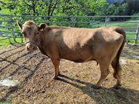 Dexter Kuh, dun, 4½ Jahre zu verkaufen