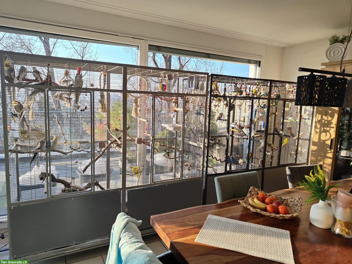 Bild 2: Grosse Vogelvoliere XXL Sydney II - Platinum zu verkaufen