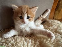Sibirische Waldkatzen und Neva Masquarade Kitten