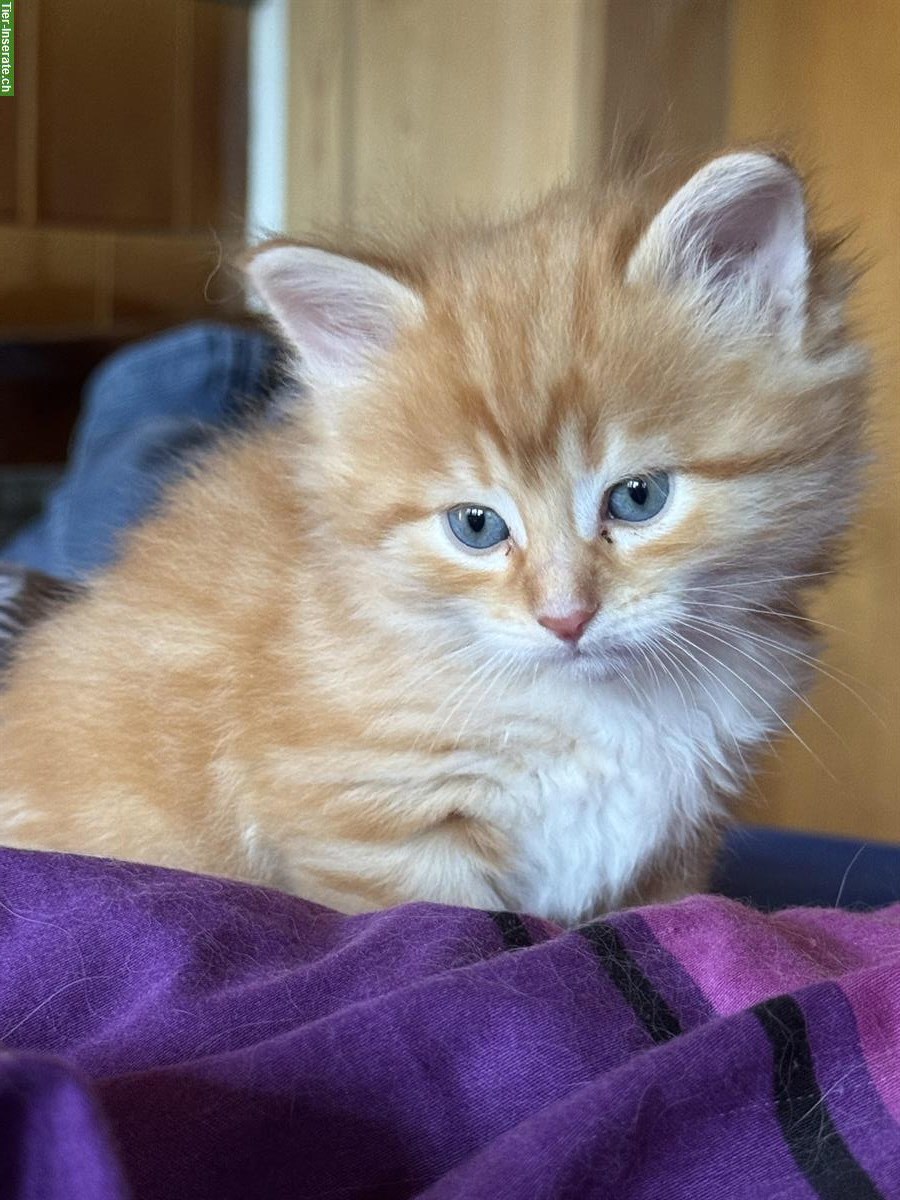 Bild 2: Sibirische Waldkatzen und Neva Masquarade Kitten