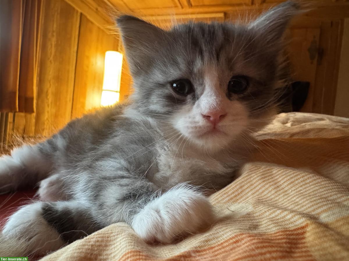 Bild 4: Sibirische Waldkatzen und Neva Masquarade Kitten