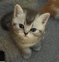 Bezaubernde Britisch Kurzhaar Katzenbabys