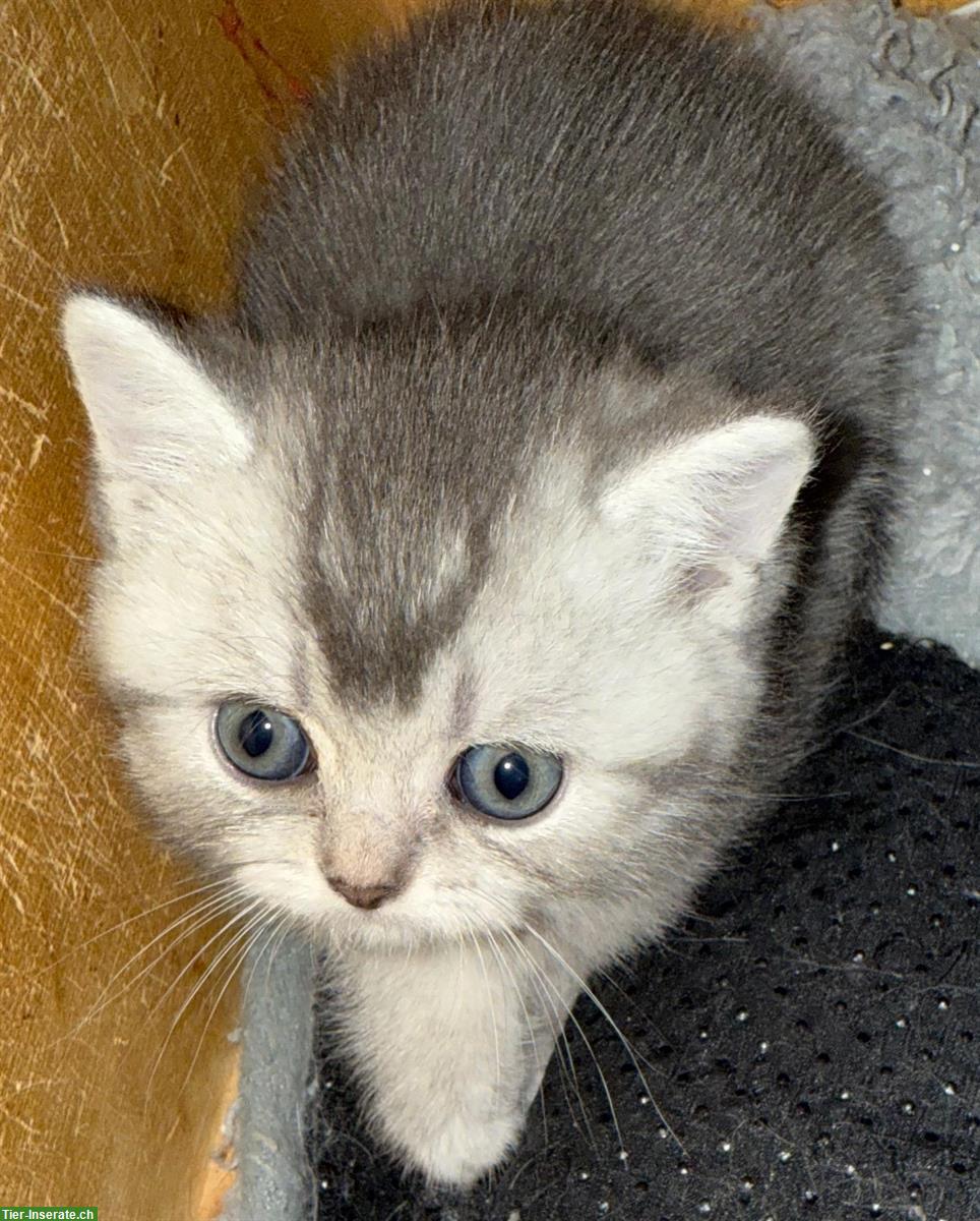 Bild 2: Bezaubernde Britisch Kurzhaar Katzenbabys