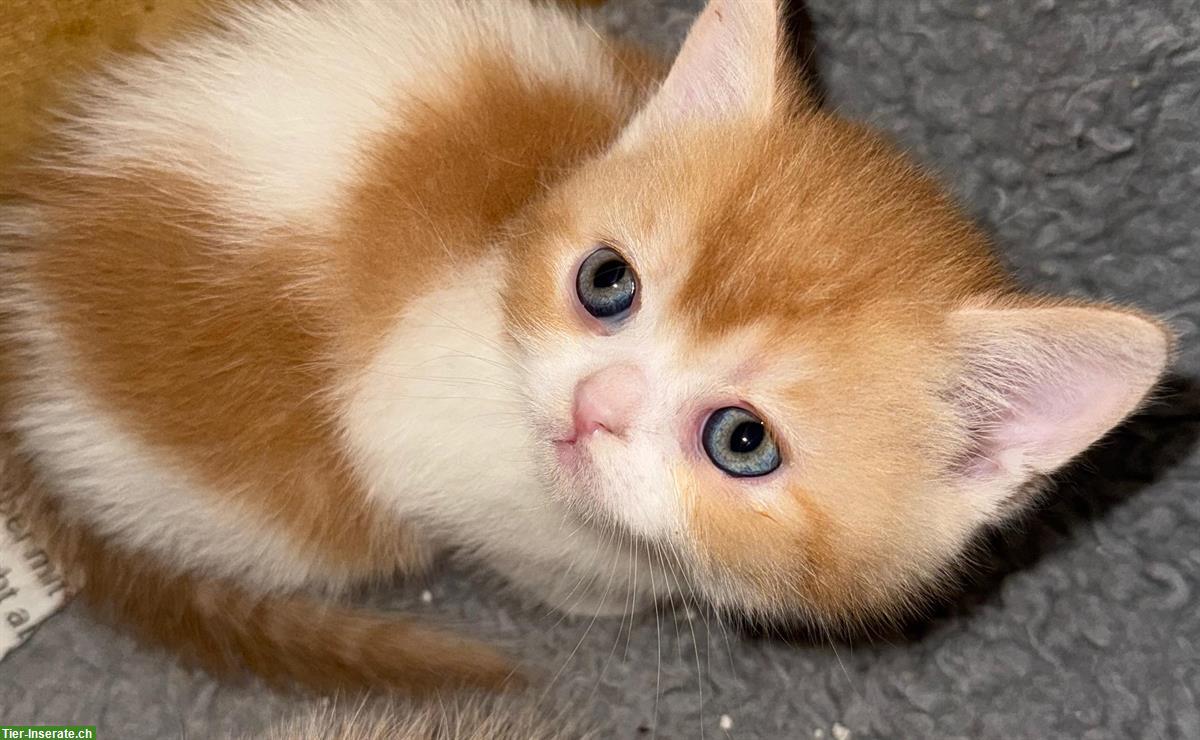 Bild 3: Bezaubernde Britisch Kurzhaar Katzenbabys