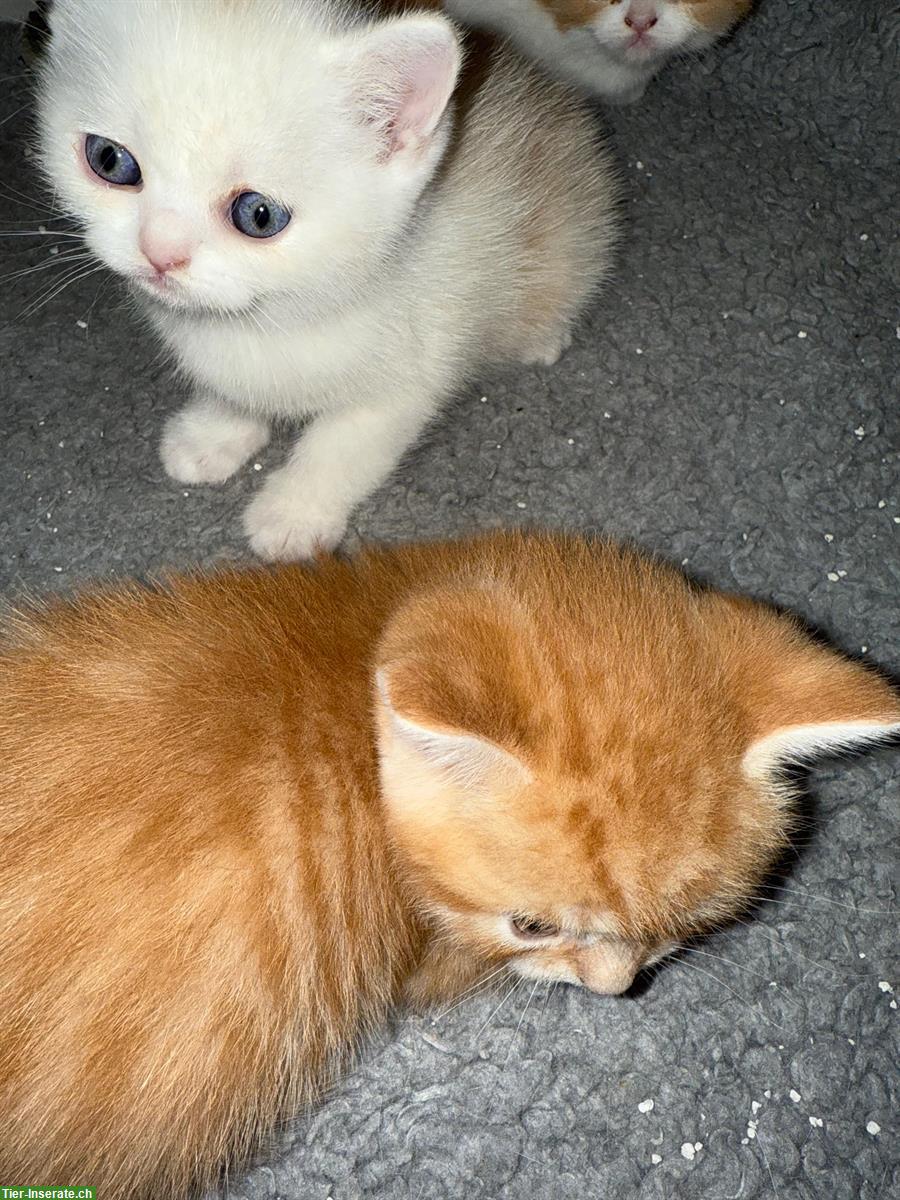 Bild 4: Bezaubernde Britisch Kurzhaar Katzenbabys