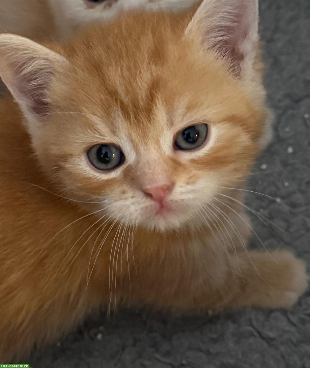 Bild 5: Bezaubernde Britisch Kurzhaar Katzenbabys