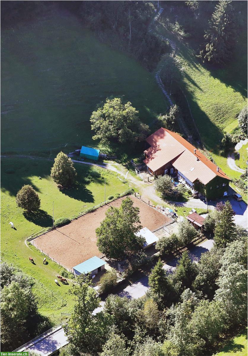 Pensionsplatz für Ponys / Mulis bis ca. 145cm im Tösstal