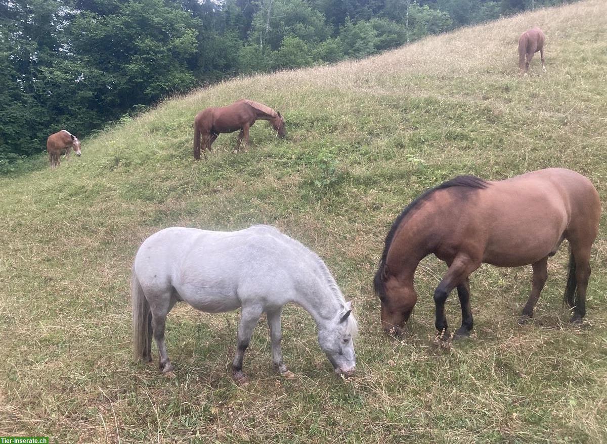 Bild 2: Pensionsplatz für Ponys / Mulis bis ca. 145cm im Tösstal