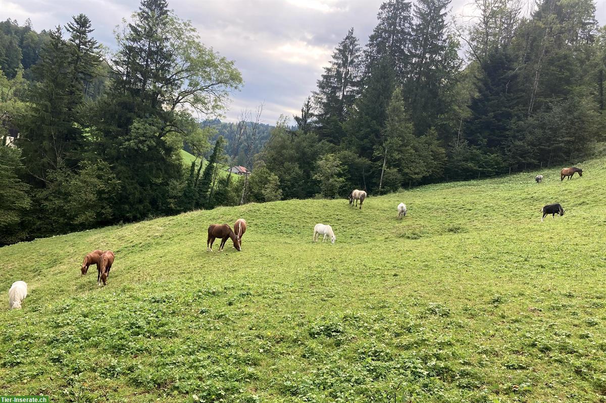 Bild 3: Pensionsplatz für Ponys / Mulis bis ca. 145cm im Tösstal
