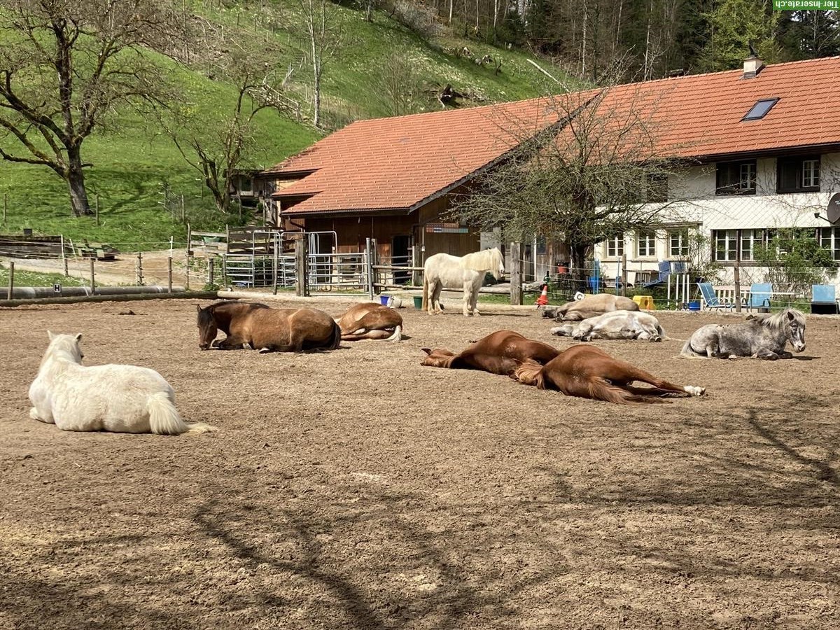 Bild 4: Pensionsplatz für Ponys / Mulis bis ca. 145cm im Tösstal
