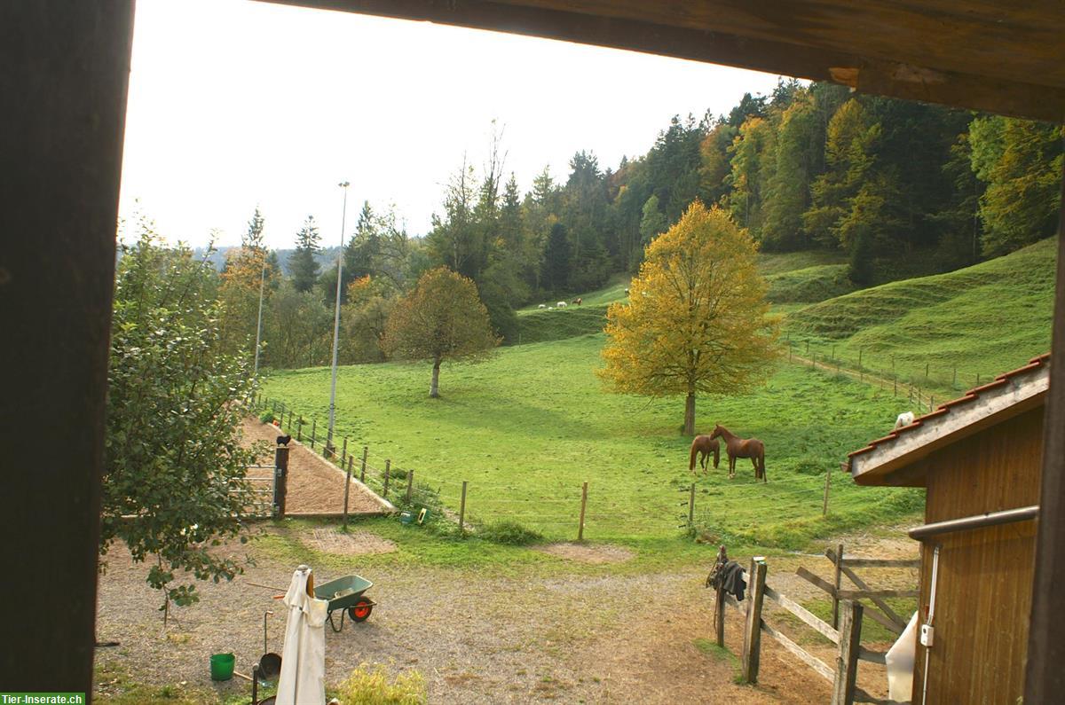 Bild 5: Pensionsplatz für Ponys / Mulis bis ca. 145cm im Tösstal