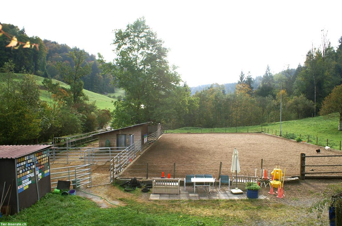Bild 6: Pensionsplatz für Ponys / Mulis bis ca. 145cm im Tösstal