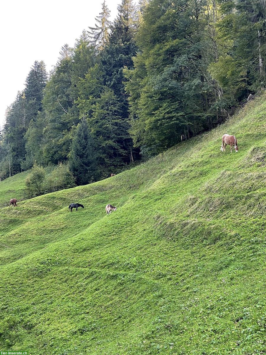 Bild 7: Pensionsplatz für Ponys / Mulis bis ca. 145cm im Tösstal