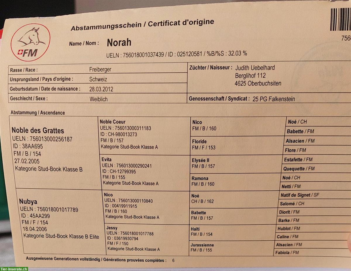 Bild 3: Elegante Freiberger Zuchtstute mit ihrem Stutfohlen