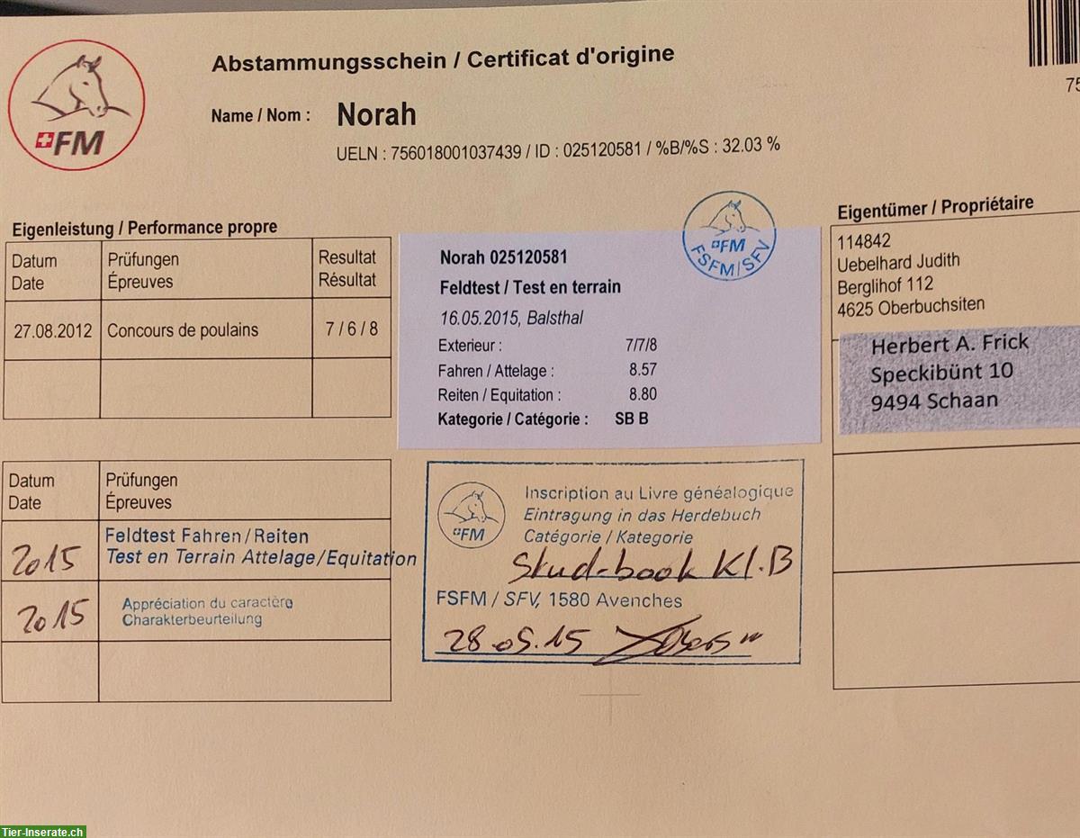 Bild 4: Elegante Freiberger Zuchtstute mit ihrem Stutfohlen