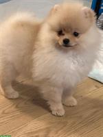 Pomeranian Boo Welpen Fluffy zu verkaufen