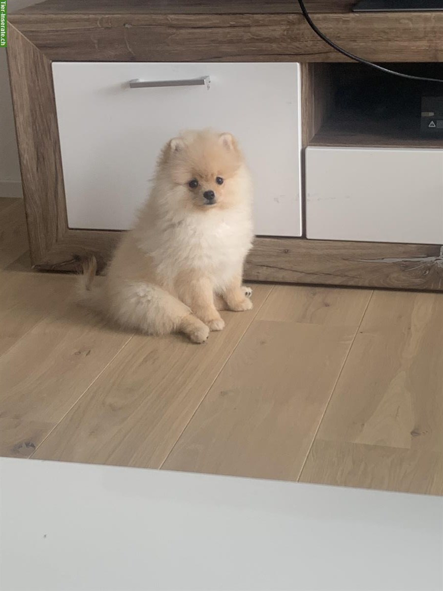 Bild 2: Pomeranian Boo Welpen Fluffy zu verkaufen