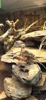 2.0.0 Tympanocryptis centralis - Taubagamen Nachzuchten