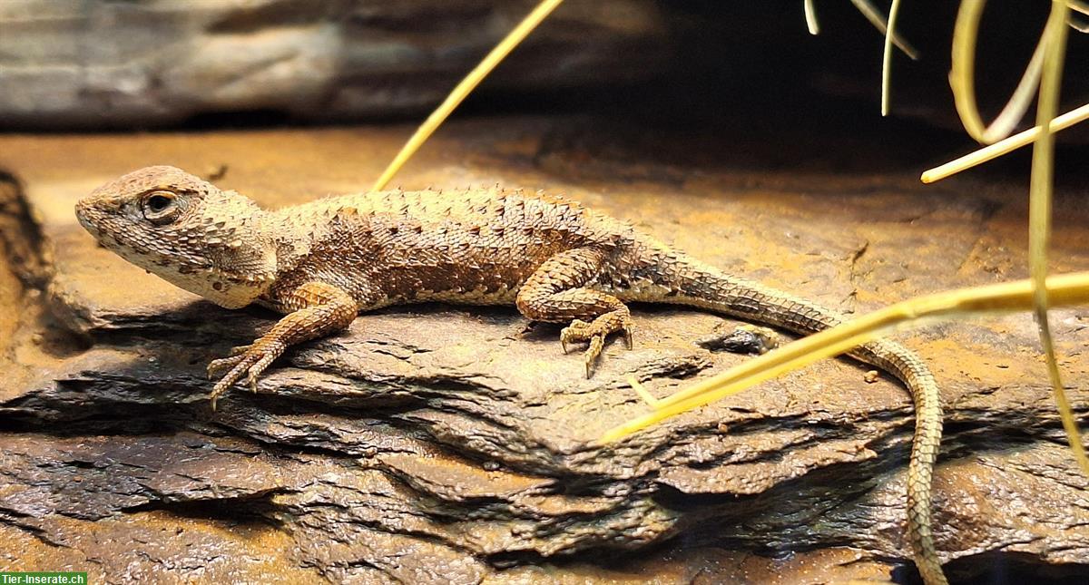 Bild 2: 2.0.0 Tympanocryptis centralis - Taubagamen Nachzuchten