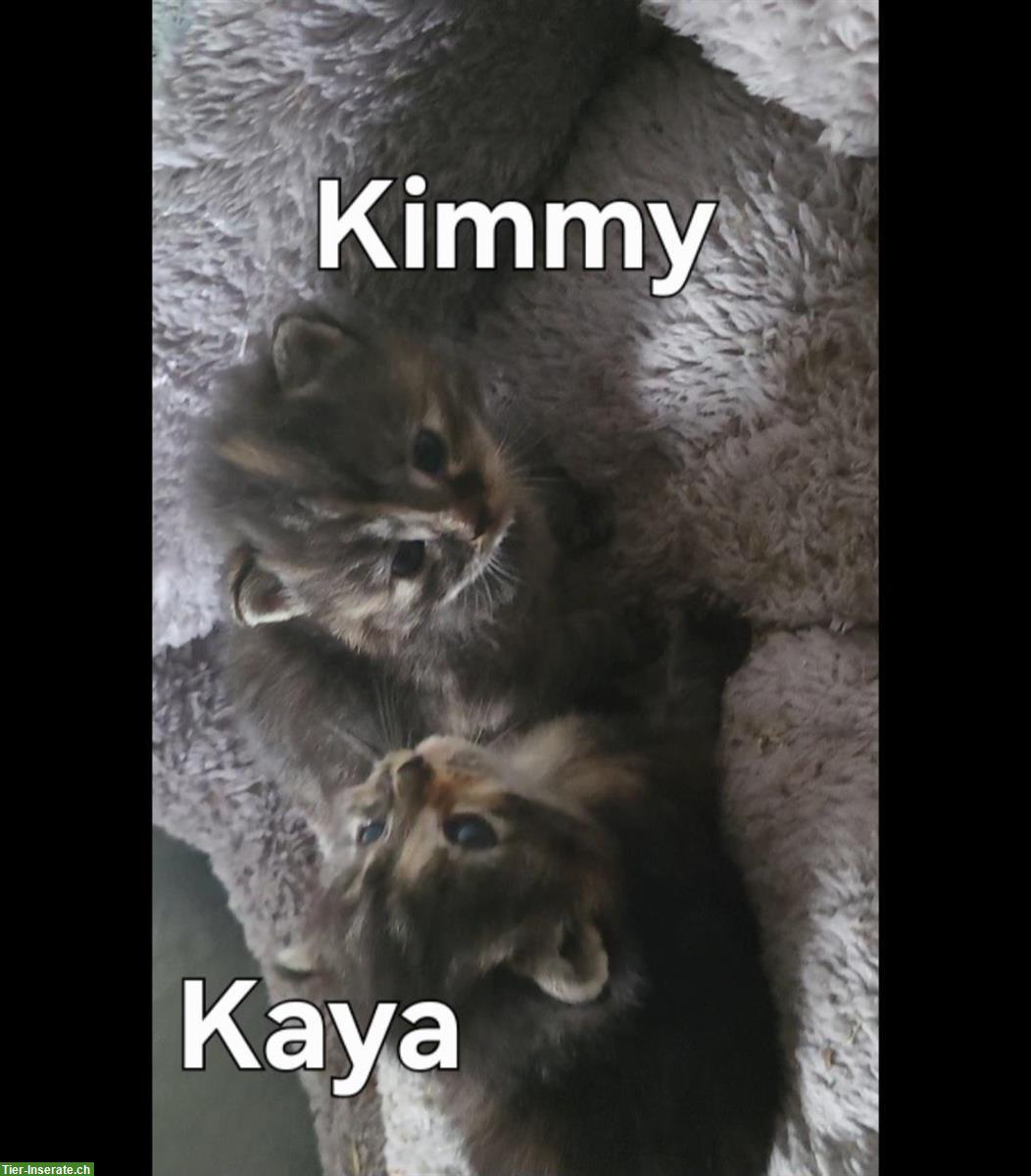 2 weibliche Langhaar Kitten suchen ein Zuhause