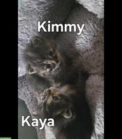 2 weibliche Langhaar Kitten suchen ein Zuhause
