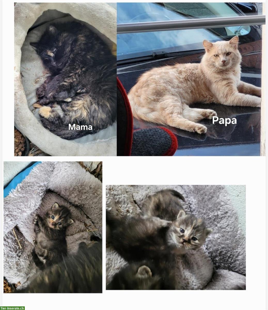 Bild 2: 2 weibliche Langhaar Kitten suchen ein Zuhause