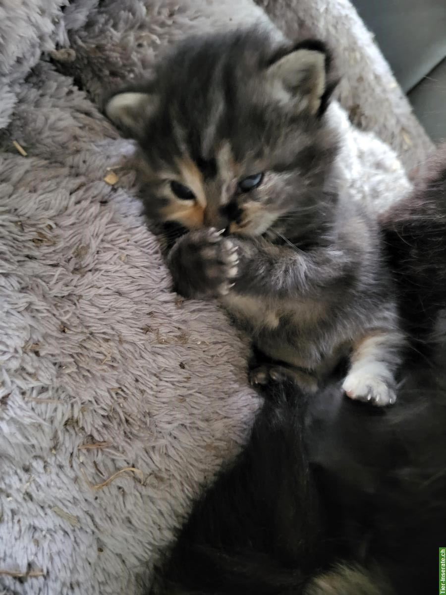 Bild 3: 2 weibliche Langhaar Kitten suchen ein Zuhause