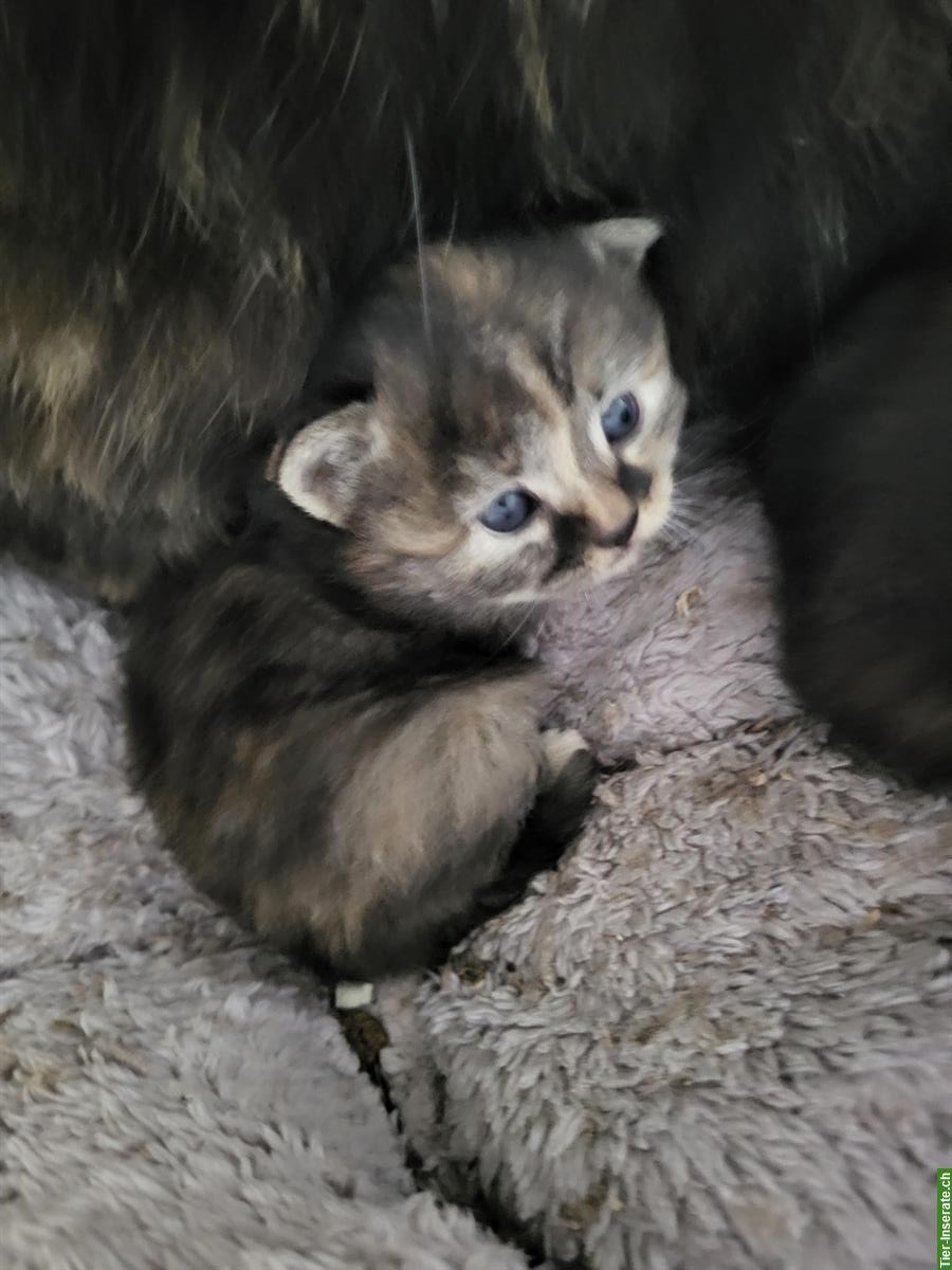Bild 4: 2 weibliche Langhaar Kitten suchen ein Zuhause