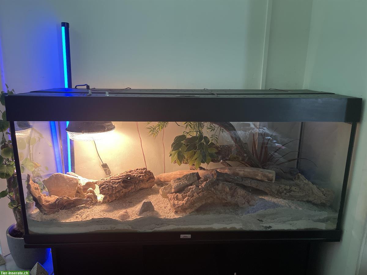 4 Leopardgeckos mit Terrarium abzugeben