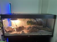 4 Leopardgeckos mit Terrarium abzugeben