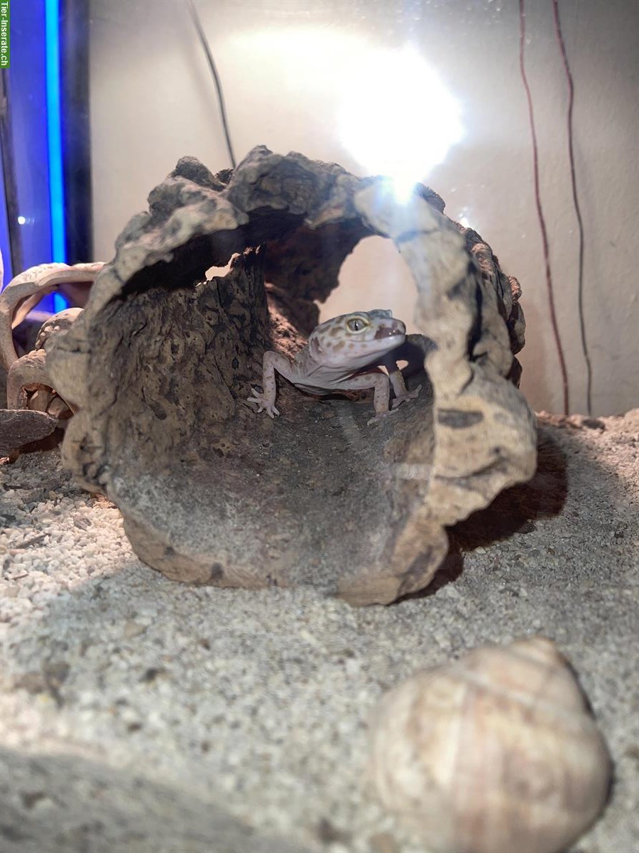 Bild 2: 4 Leopardgeckos mit Terrarium abzugeben